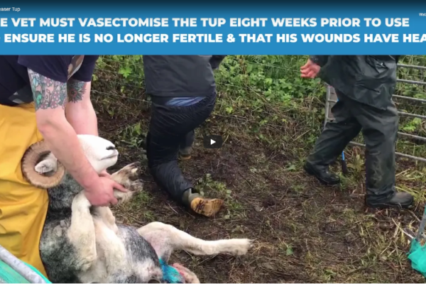 A teaser tup getting vasectomised