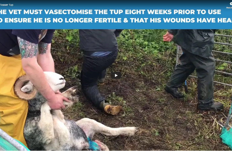 A teaser tup getting vasectomised