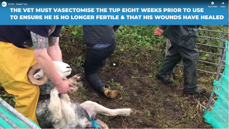 A teaser tup getting vasectomised