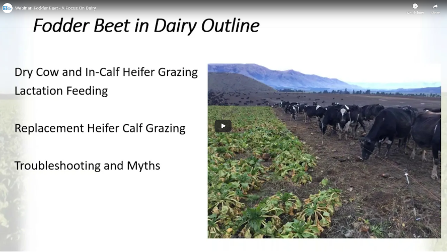 Cattle grazing on fodder Beet