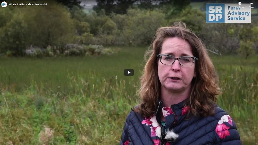 Consultant stood in front of rushes and wetlands