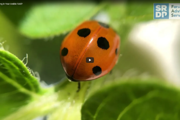 A close up shot of a Ladybird crawling on leaves