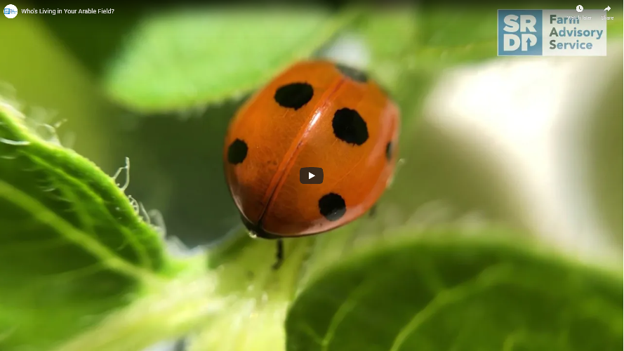 A close up shot of a Ladybird crawling on leaves
