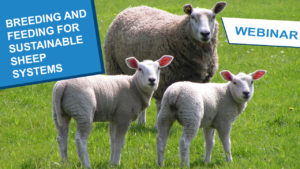 Breeding And Feeding For Sustainable Sheep Systems