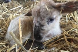 Lamb close up