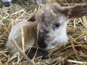 Lamb close up