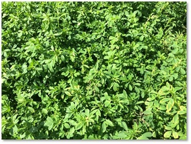 Close up of lucerne crop