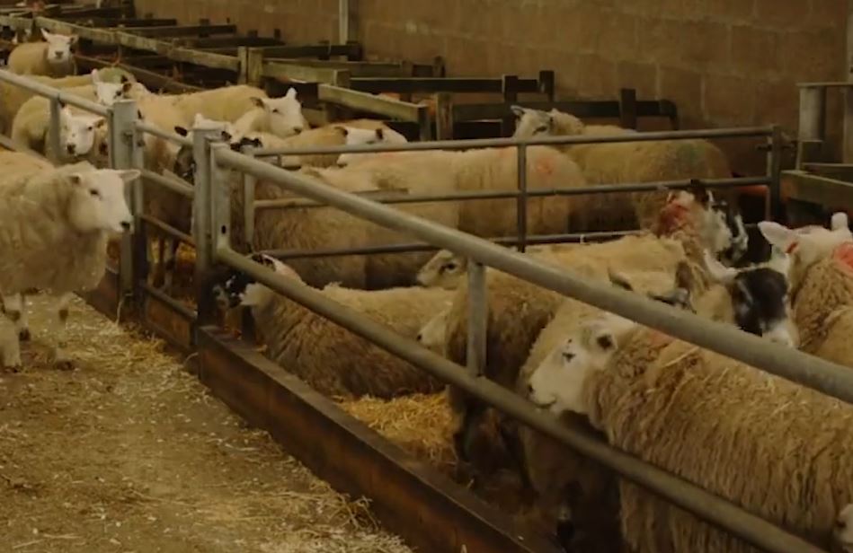 Sheep in lambing pens