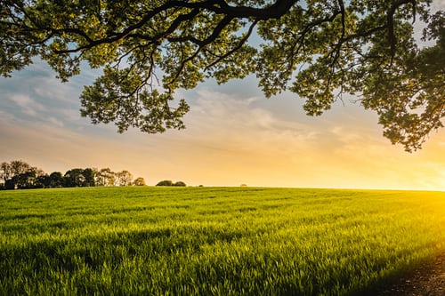 Sunrise over arable field with tree overhanging picture
