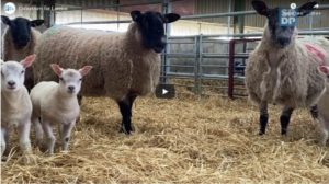 colostrum video