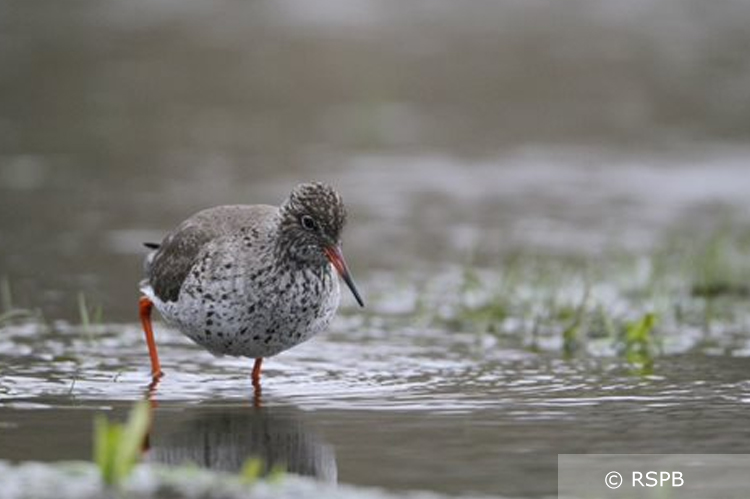 A Redshank wading through shallow water in a grassland field. Photo credit and copyright to RSPB