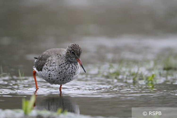 A Redshank wading through shallow water in a grassland field. Photo credit and copyright to RSPB A Redshank wading through shallow water in a grassland field. Photo credit and copyright to RSPB