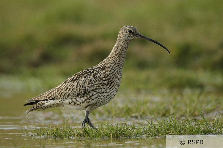A close up photo of a curlew wading through an area of waterlogged grass. Photo credit and copyright is with the RSPB