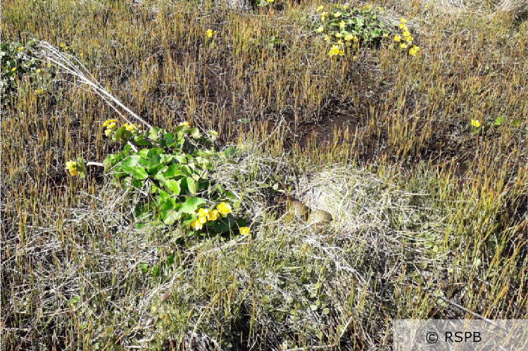 A curlew nest with a clutch of eggs within a wetland area. Photo credit and copyrights to RSPB