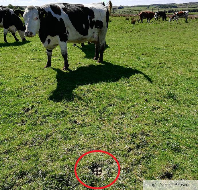 A lapwing nest located close to a herd of beef cattle. The nest is exposed and in a shallow rut within the field of short grassland. Photo credit and copyright to Daniel Brown