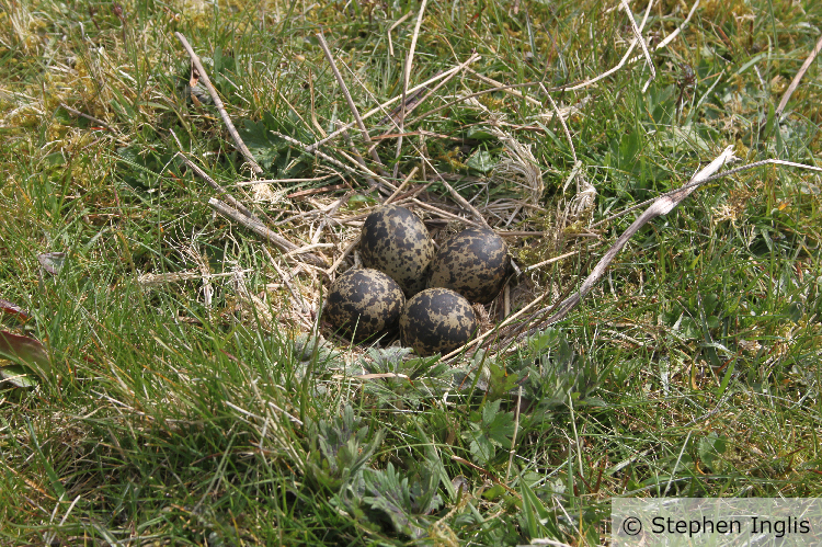 A lapwing nest sitting exposed in some unimproved grassland. Photo credit and copyright to Stephen Inglis