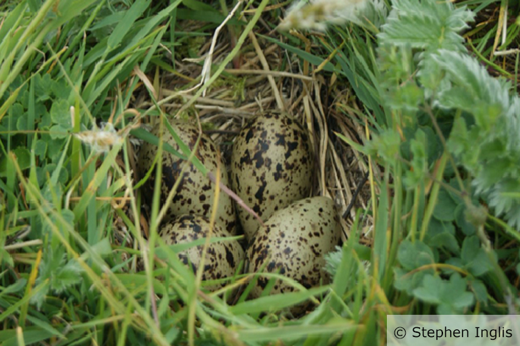 A nest of four Redshank eggs. The eggs are a light green colour with brown speckles and they are sitting within a small grass nest. Photo credit and copyright to Stephen Inglis