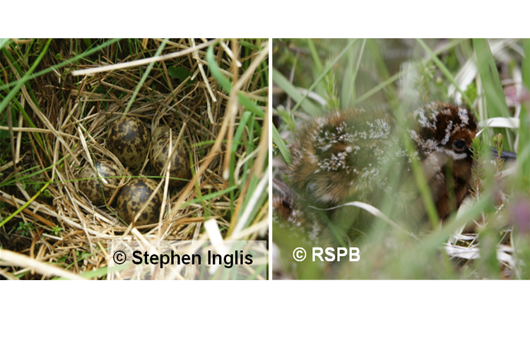 A snipe nest with four eggs (credit and copyright to Stephen Inglis) and a snipe chick in grassland (credit and copyright to RSPB)