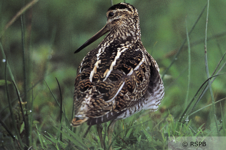A snipe standing in a grassland field with the plummage on its back visible (credit and copyright to RSPB)