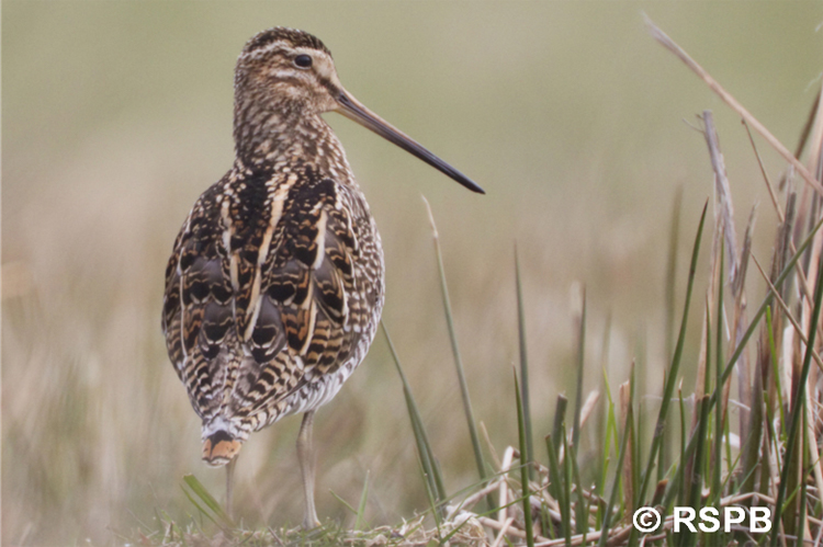 A snipe standing in rushy ground - photo credit and copyrights to RSPB