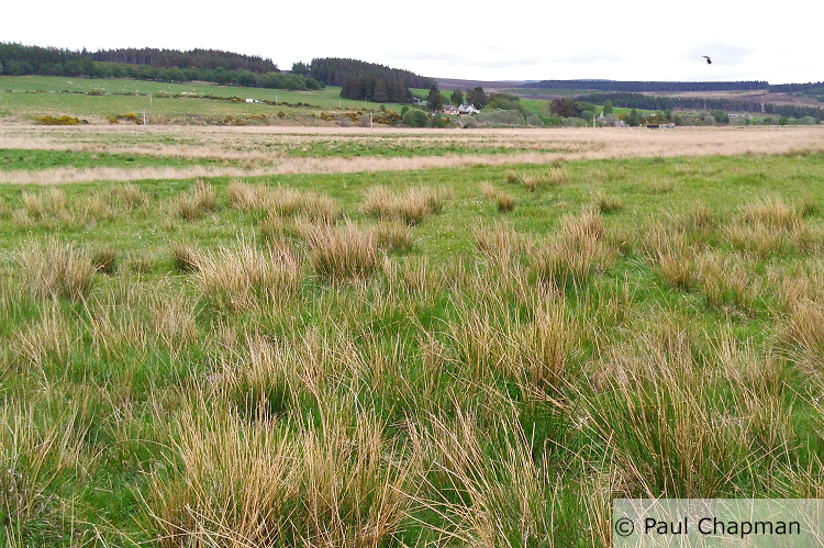 A typical habitat preferred by farmland waders with tufts of grass and clumps of common rush within an unimproved, upland area. Photo credit and copyright attribution to Paul Chapman