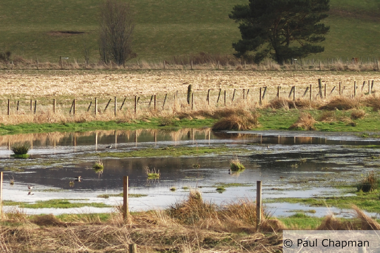A wetland area in a grassland field that is suitable for farmland waders. There is a large pool of water with grass poking through, the area's been fenced off and there is a large tree in the background. Photo credit and copyright to Paul Chapman