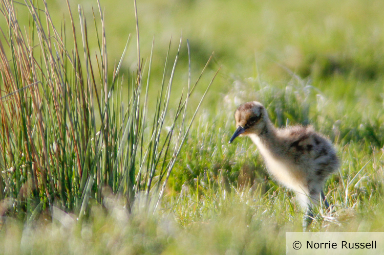 A young curlew chick walking past a common rush plant in a grassland field. Photo credit and copyright to Norrie Russell