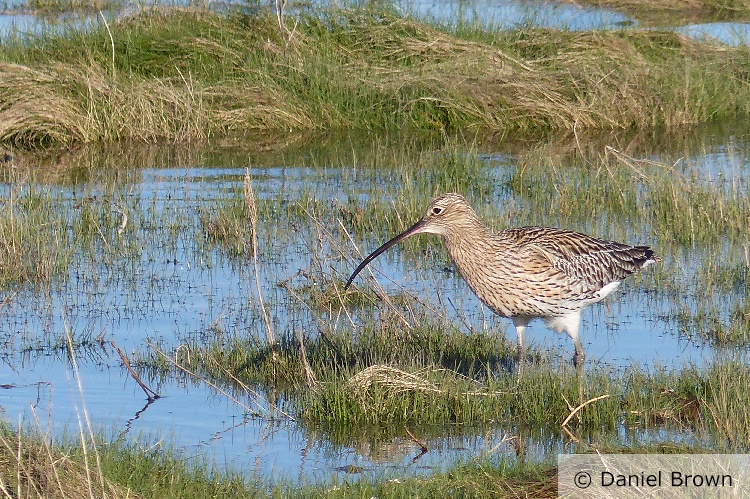 An adult curlew foraging in coastal pools. Photo credit and copyrights to Daniel Brown