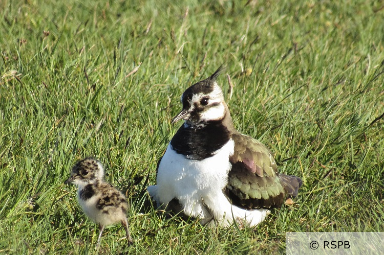 An adult lapwing sitting on short grassland with a young chick standing in front of her. Photo credit and copyright to RSBP