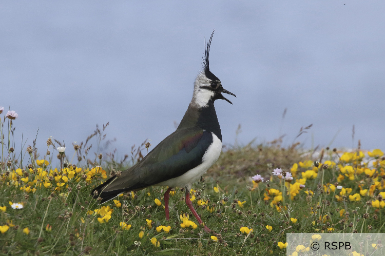 An adult lapwing with an open beak, standing in a filed of species rich grassland full of yellow, pink and white flowers. Photo credit and copyright to RSPB