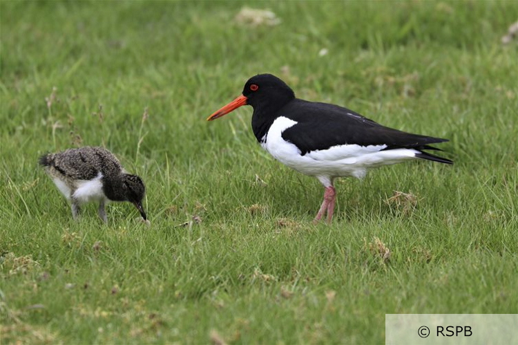 An adult oystercatcher and chick foraging in grassland. Photo credit and copyright attributed to RSPB