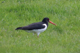 An adult oystercatcher standing in a grassland field