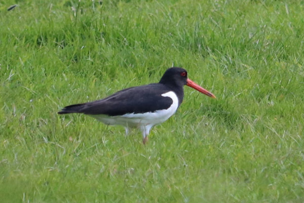 An adult oystercatcher standing in a grassland field