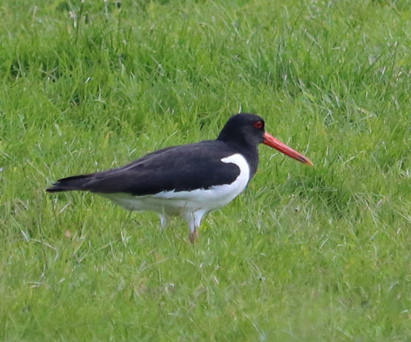 An adult oystercatcher standing in a grassland field