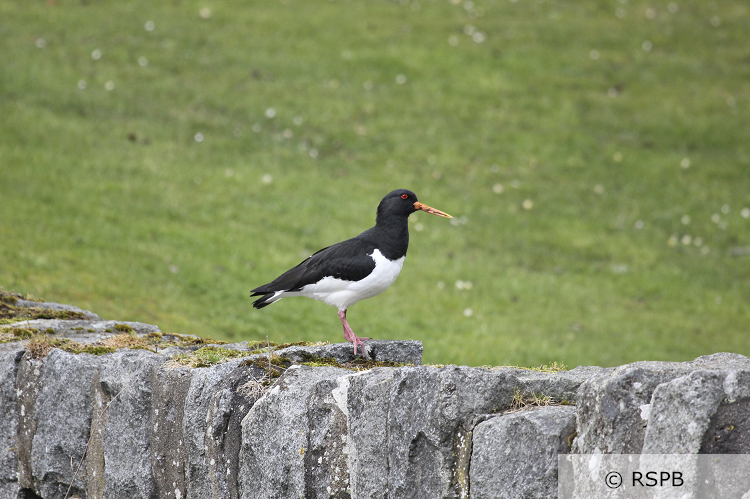 An adult oystercatcher standing on a stone dyke within grassland fields. Photo credit and copyright attributed to RSPB