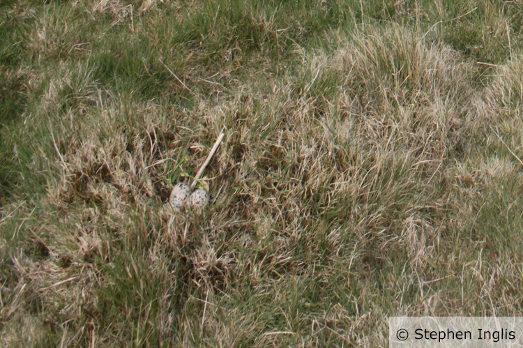 An oystercatcher nest sitting amongst tufts of unimproved grassland. Photo credit and copyright attributed to Stephen Inglis
