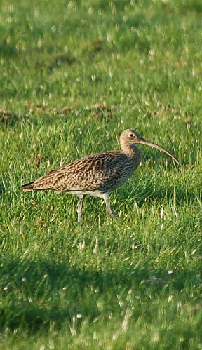 A curlew walking through a grass field