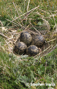 A wader nest with four eggs sitting open in a grassland field - photo copyright to Stephen Inglis