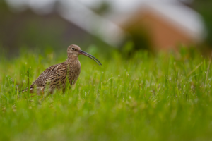 A Curlew standing in short grass following a rain shower; the grass has small droplets of water on it.