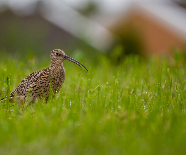 A Curlew standing in short grass following a rain shower; the grass has small droplets of water on it.