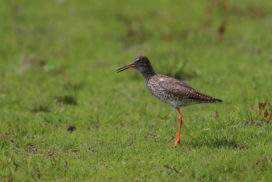 Redshank standing in short grassland