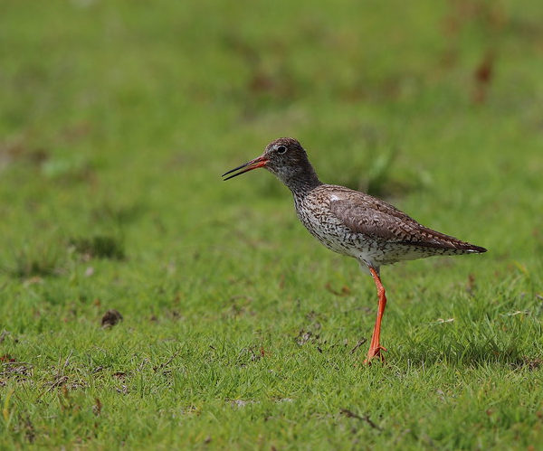 Redshank standing in short grassland