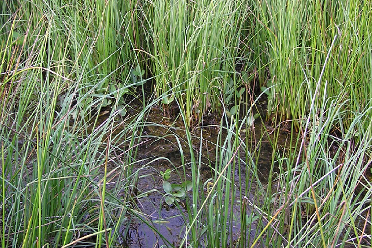 A small area of water lying in wet, tussocky pasture as favoured by farmland waders