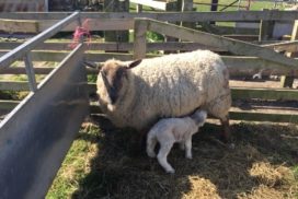 Lamb suckling ewe in pen outdoors