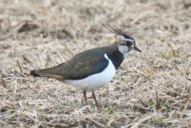 Lapwing on rough grazing land