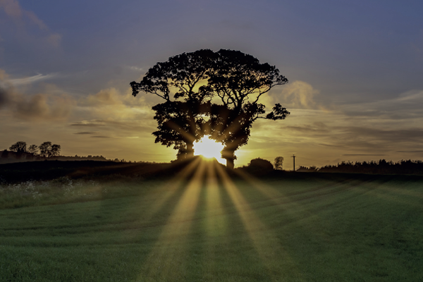 A sunset scene with sun rays shining through two large trees in the background creating a silhouette of the trees.