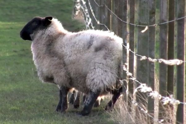 Sheep rubbing on wire fence (image from Nadis website)