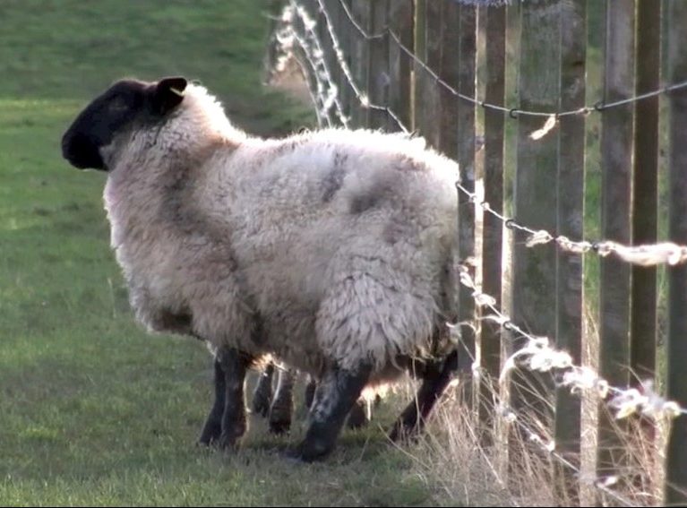 Sheep rubbing on wire fence (image from Nadis website)