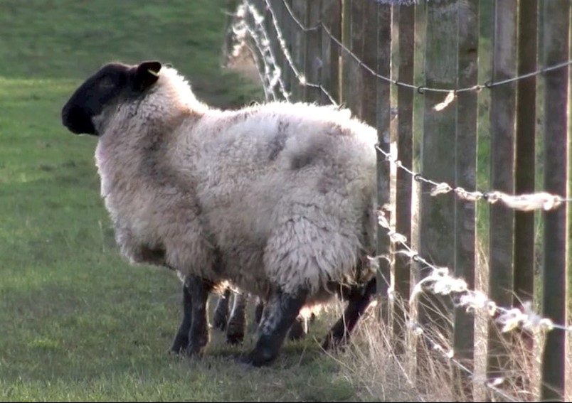 Sheep rubbing on wire fence (image from Nadis website)