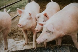 4 pigs
